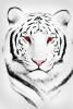 Avatar von SilverTiger