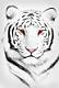 Avatar von SilverTiger