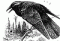 Avatar von shaman_crow