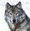 Avatar von WoLfSw1nG4Me